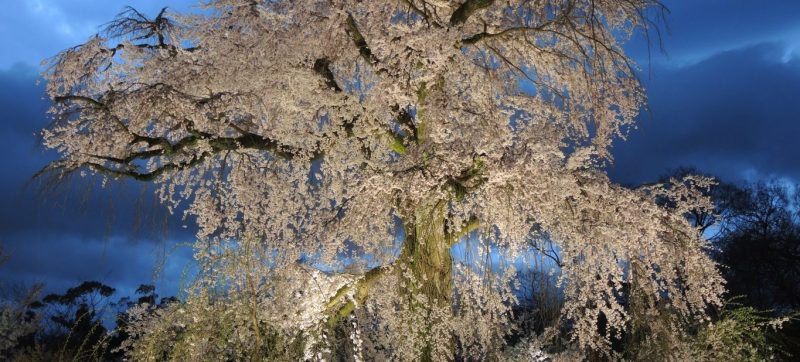 Cherry Blossoms